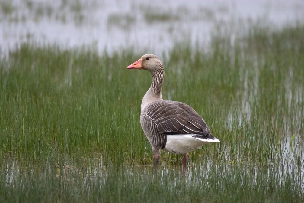 Greylag goose in Skocjanski Zatok Nature Reserve in Koper, Slovenia