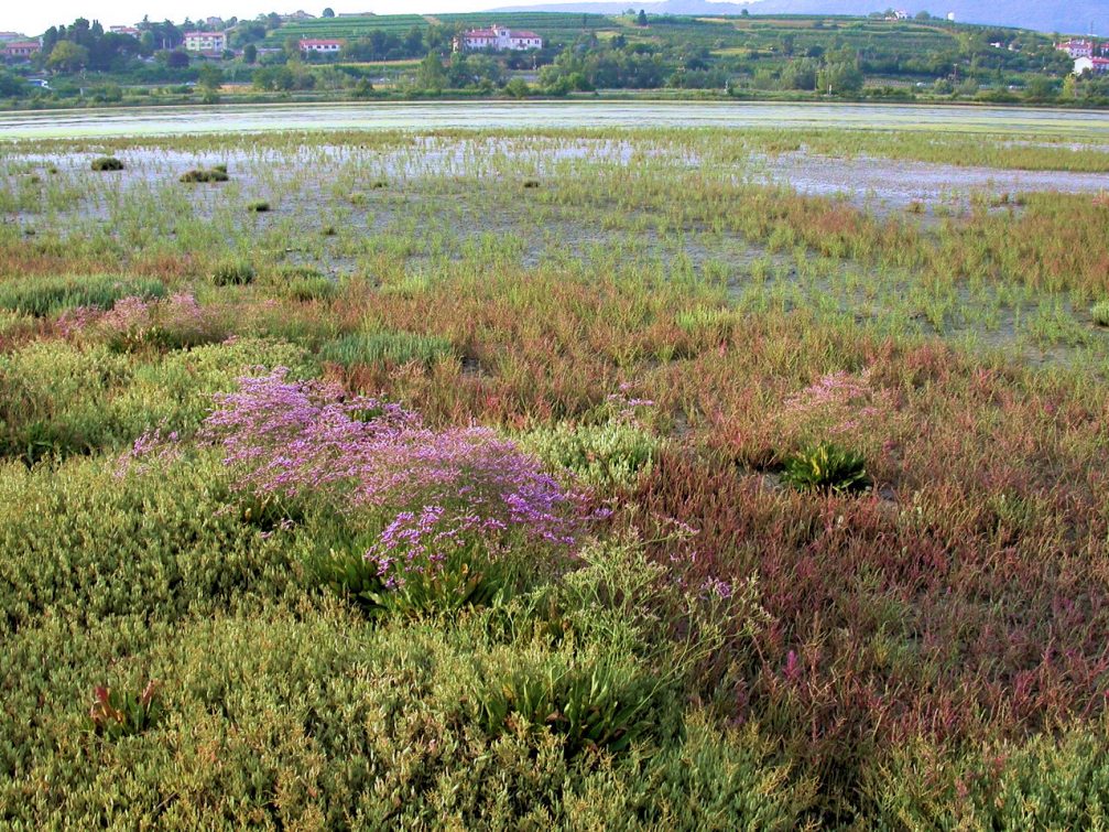 Halophytes in Skocjanski Zatok Nature Reserve in Koper, Slovenia