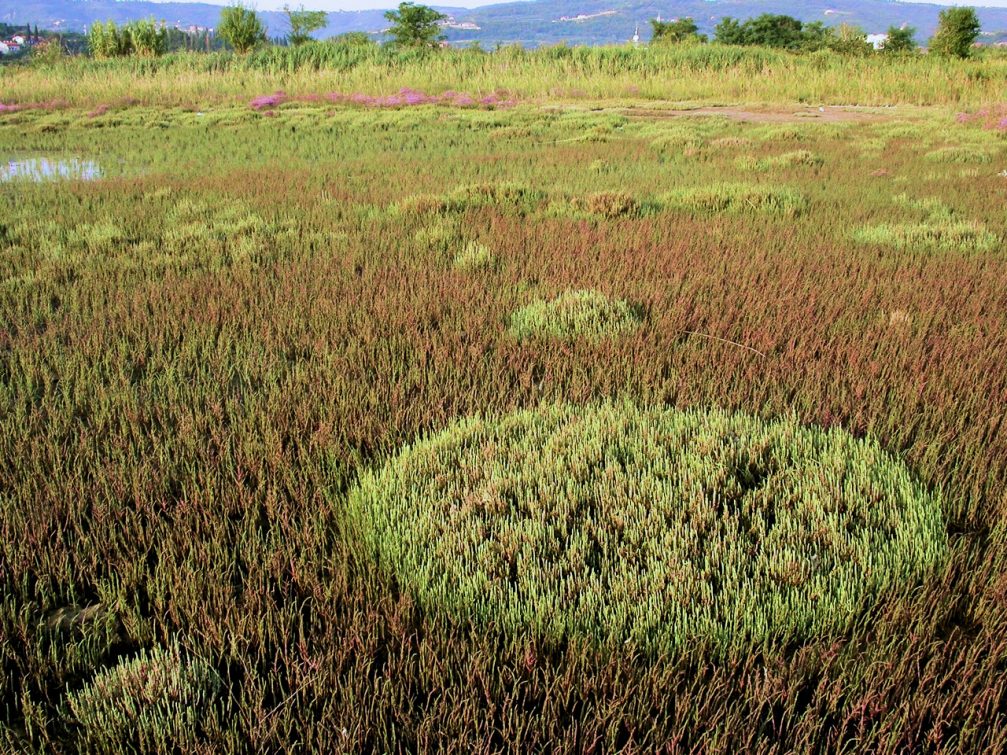 Halophytes plants which naturally survive in saline environment, Skocjanski Zatok Nature Reserve in Koper, Slovenia