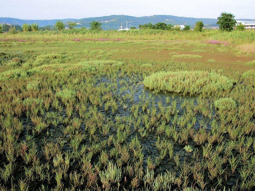 Salt tolerant plants in Skocjanski Zatok Nature Reserve in Koper, Slovenia