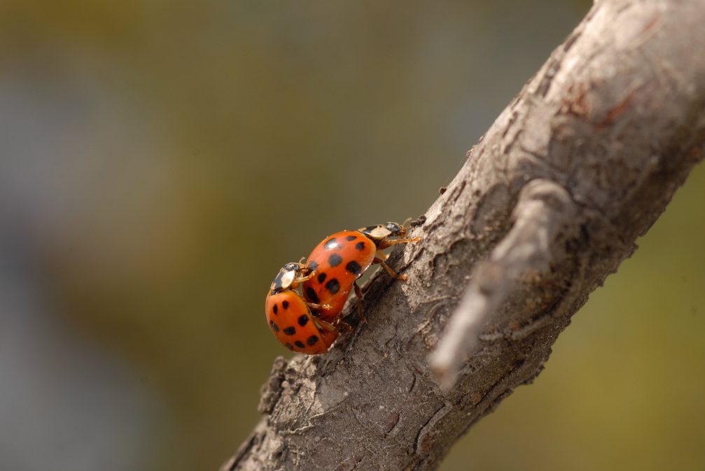 A couple of harlequin ladybugs in Skocjanski Zatok Nature Reserve in Koper, Slovenia