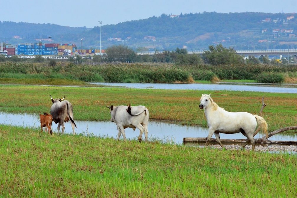 Podolian cattle and Camargue horses in Skocjanski Zatok Nature Reserve in Koper, Slovenia