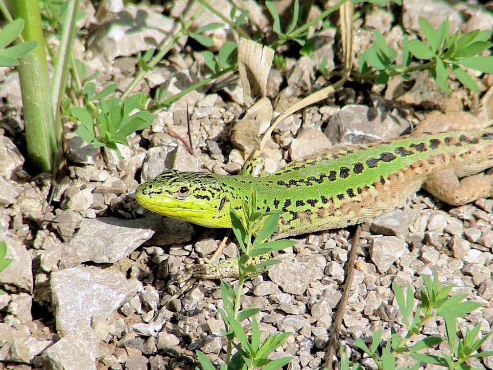 Lacertids in Skocjanski Zatok Nature Reserve in Koper, Slovenia