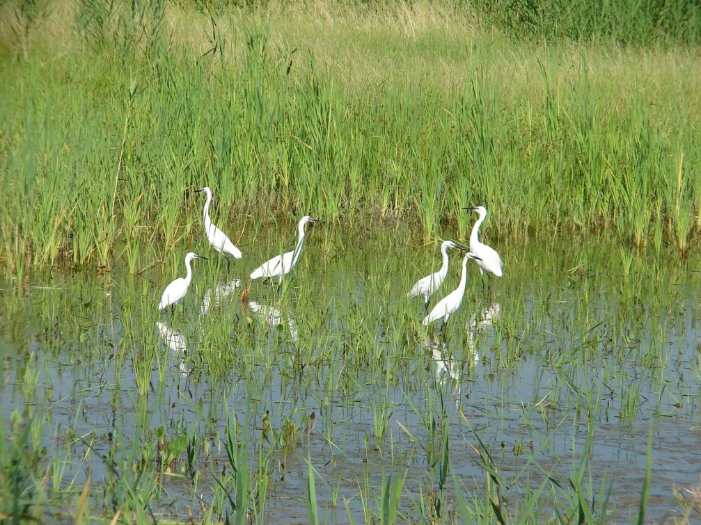 A flock of little egrets in Skocjanski Zatok Nature Reserve in Koper, Slovenia