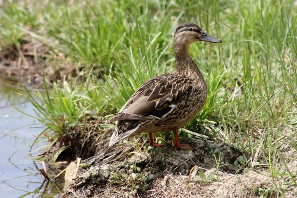 Mallard in Skocjanski Zatok Nature Reserve in Koper, Slovenia