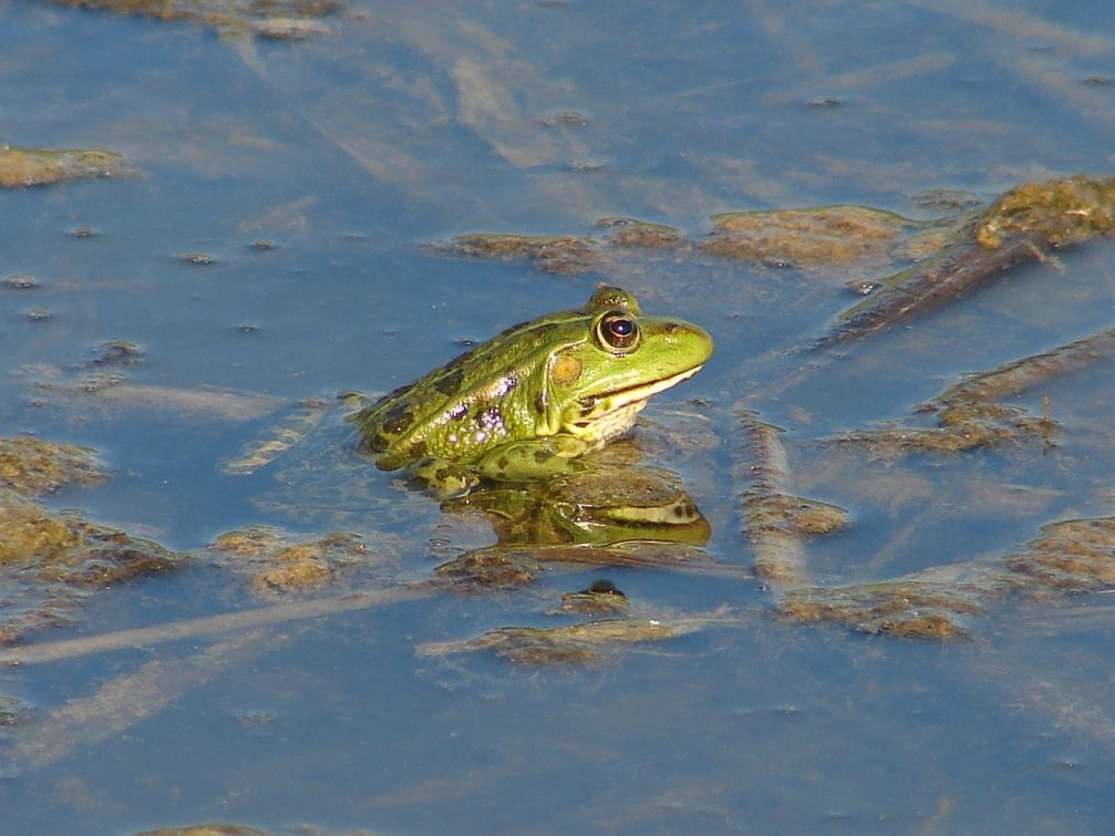 Marsh frog in Skocjanski Zatok Nature Reserve in Koper, Slovenia