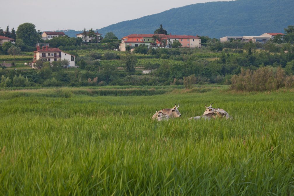 Podolian cattle in Skocjanski Zatok Nature Reserve in Koper, Slovenia