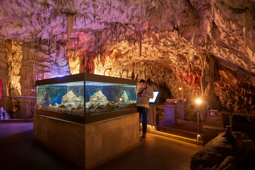 A vivarium inside the Postojna Cave in Slovenia