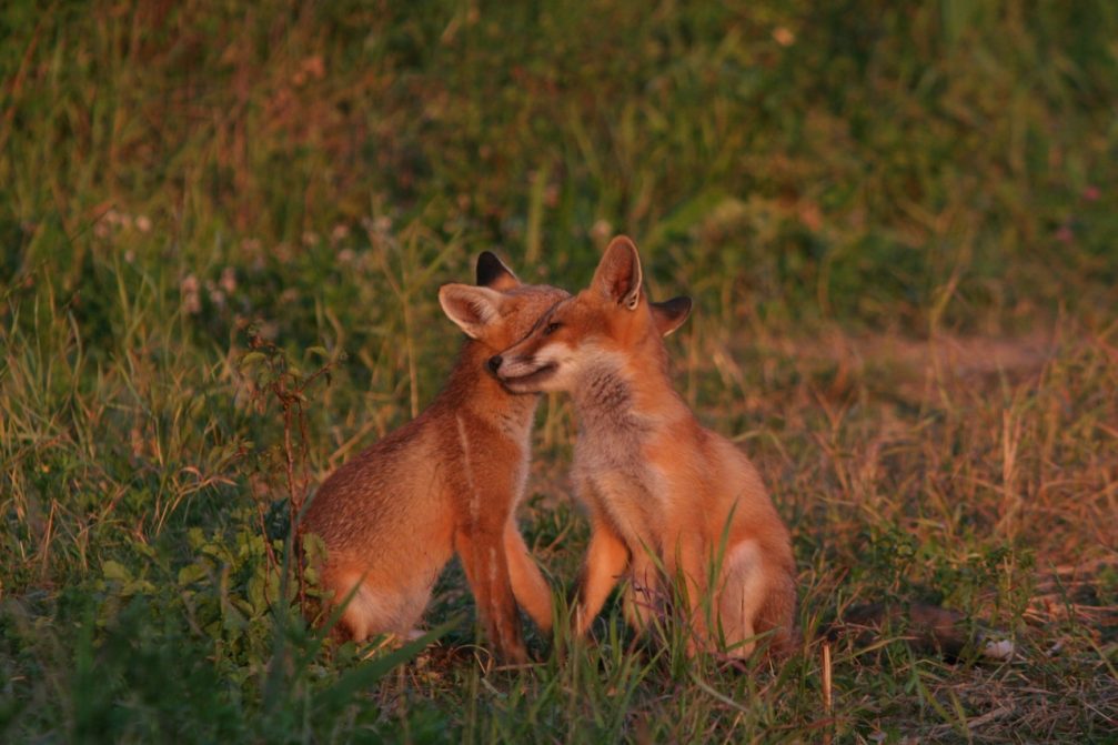 A couple of red foxes in Skocjanski Zatok Nature Reserve in Koper, Slovenia