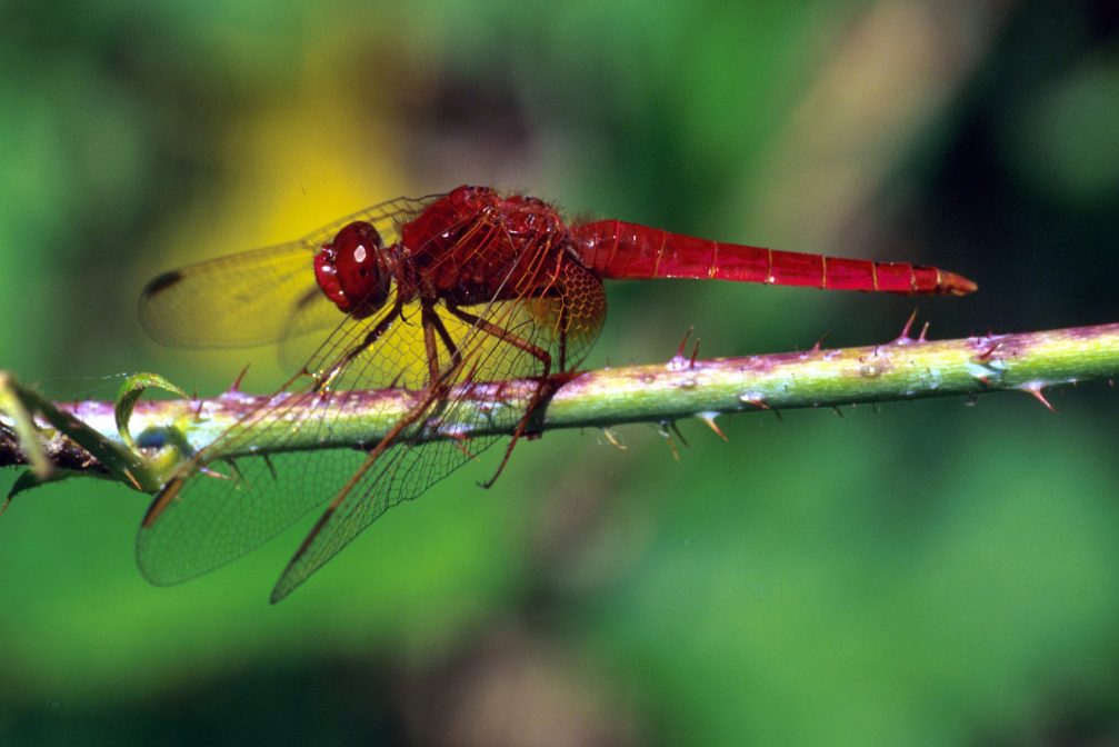 Scarlet dragonfly in Skocjanski Zatok Nature Reserve in Koper, Slovenia