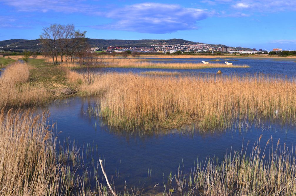 Skocjanski Zatok Nature Reserve In Koper