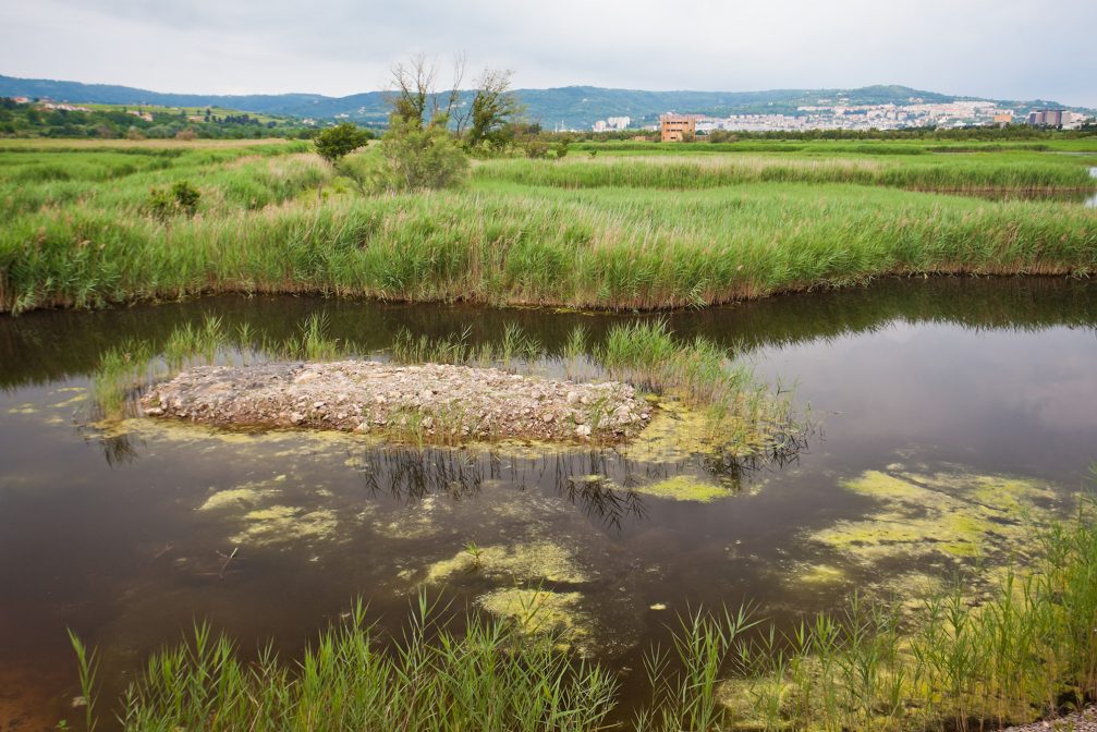 Swamp in Skocjanski Zatok Nature Reserve in Koper, Slovenia