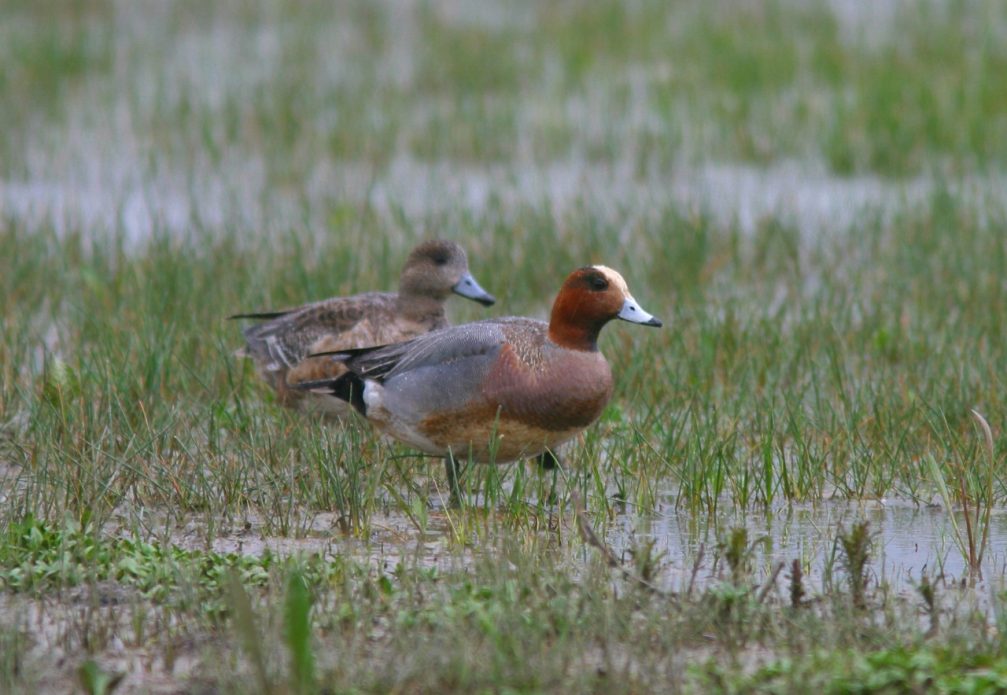 Eurasian wigeon in Skocjanski Zatok Nature Reserve in Koper, Slovenia