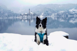 Lake Bled in snow