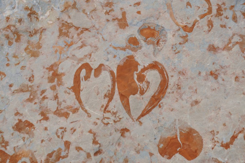 Fossil shells in the shape of a heart