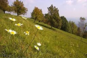 Jance, The Green Garden of East Ljubljana