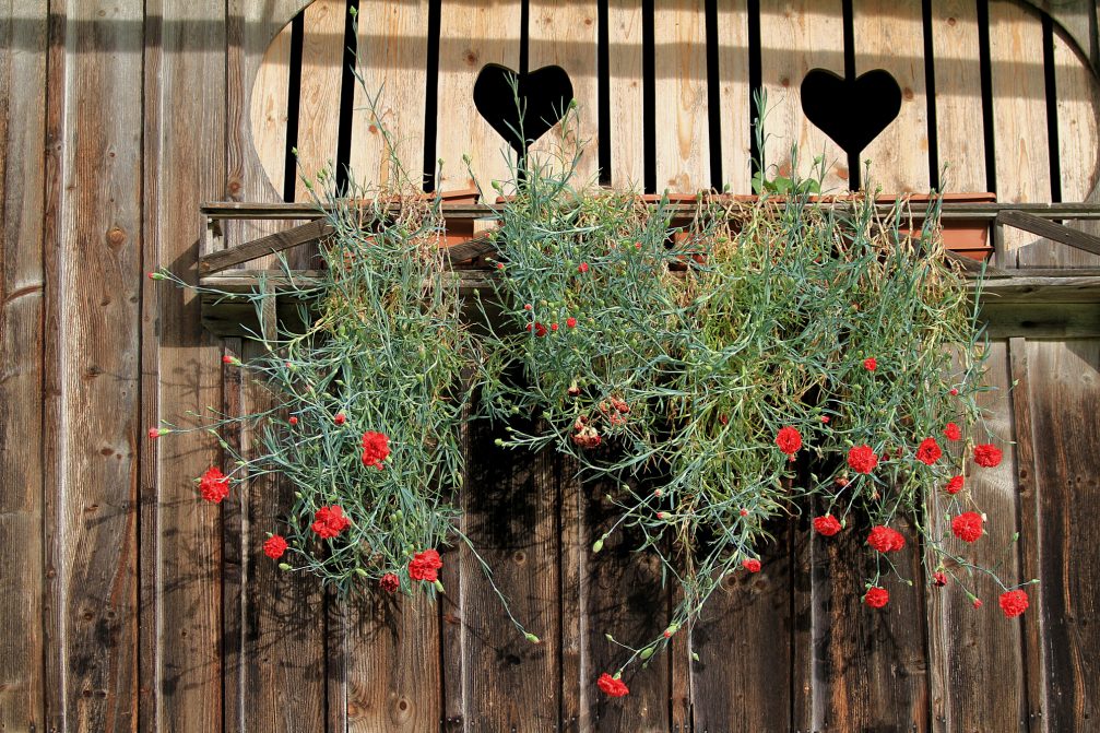 Red carnations hanging from window sills in Slovenia