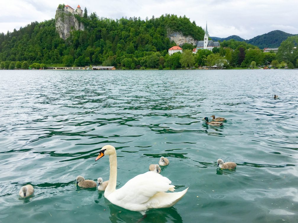 Mother swan and her babies in Lake Bled, Slovenia