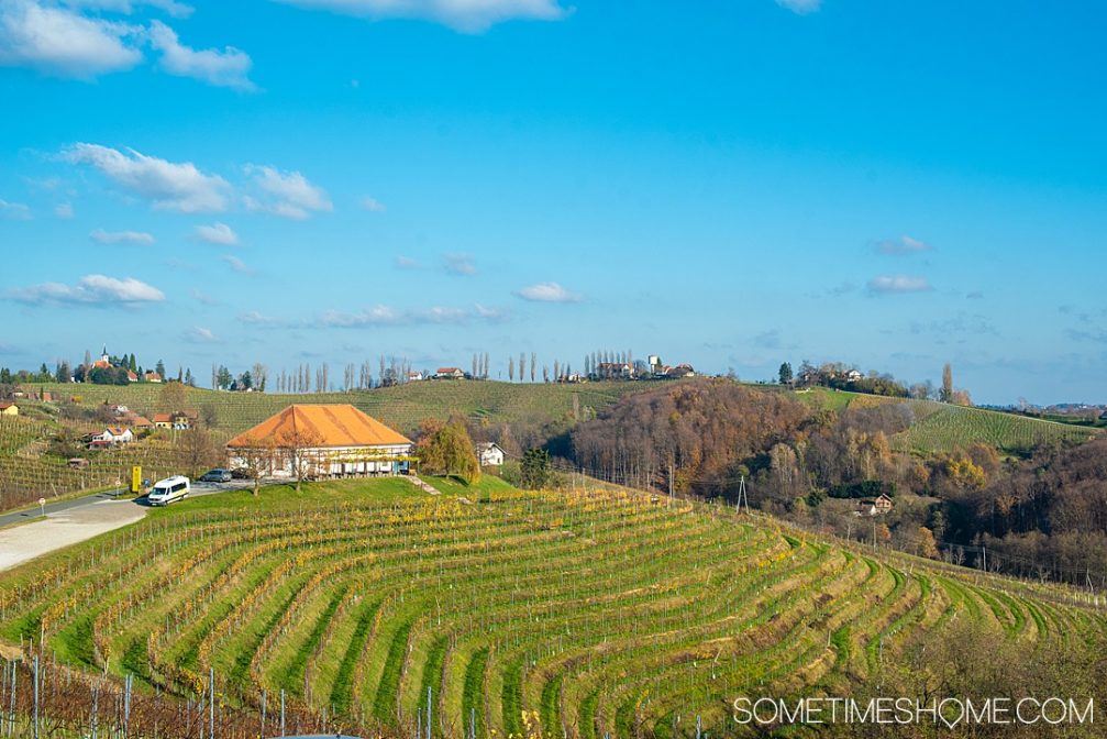 Vineyards in Jeruzalem in the wine region of Slovenia