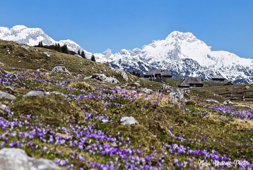 A purple carpet of crocuses in bloom at Velika Planina