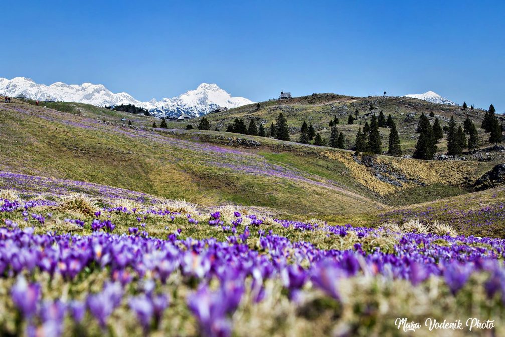 A purple carpet of crocuses in bloom stretching for miles across Velika Planina in Slovenia