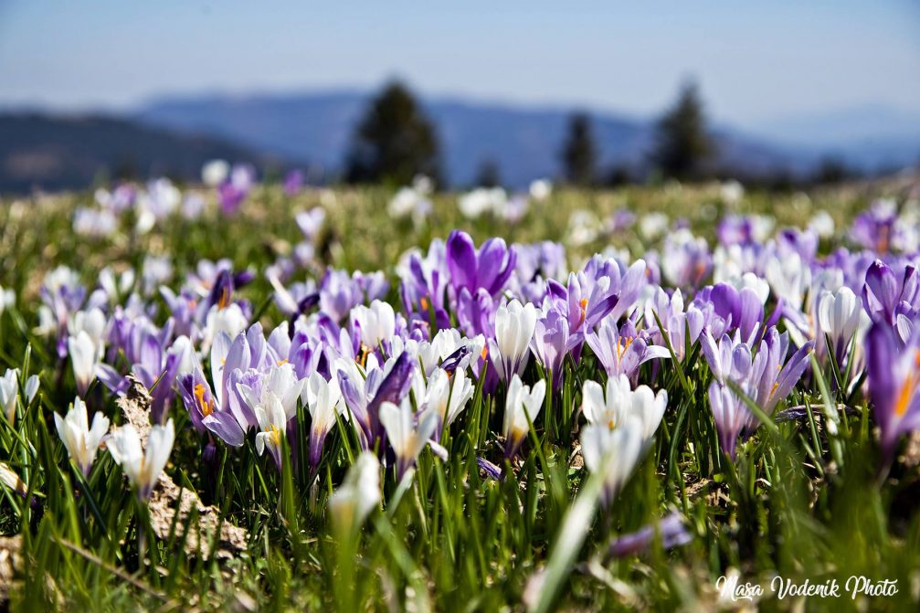 The amazing purple carpet of crocuses, which bloom around mid-April at Velika Planina