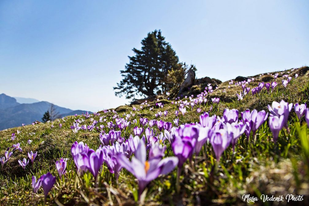 Velika Planina with a purple carpet of crocuses in bloom covering the meadows