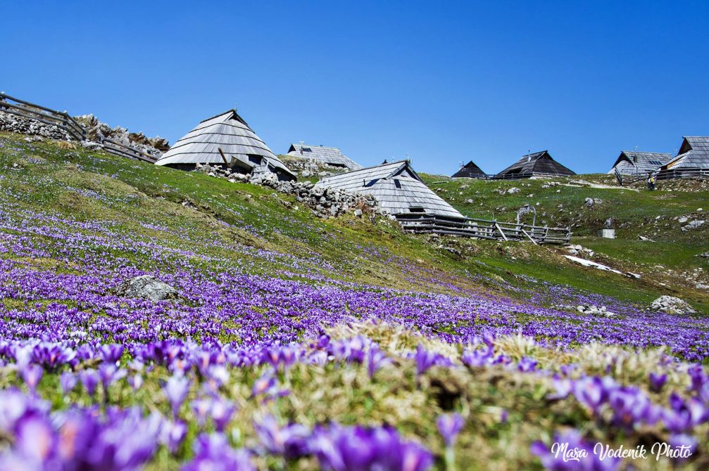 Shingle-roofed herdsmen's huts at Velika Planina and a glorious purple carpet of crocuses in bloom