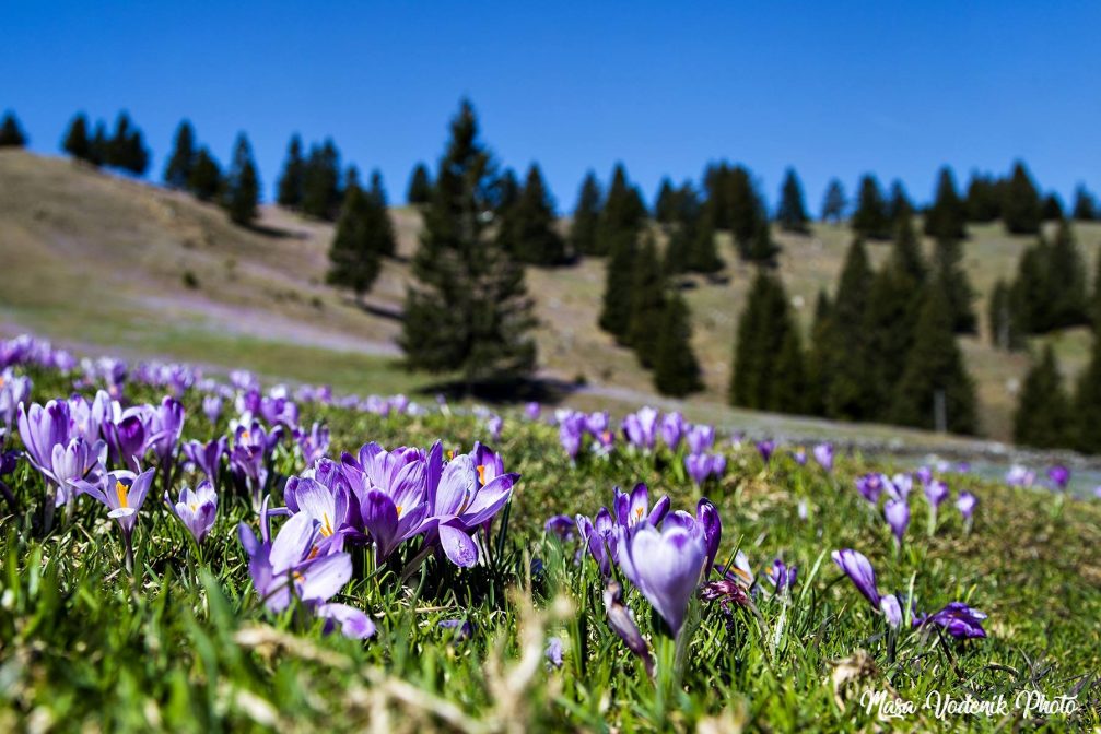 The meadows of Velika Planina with its purple carpet of crocuses in bloom