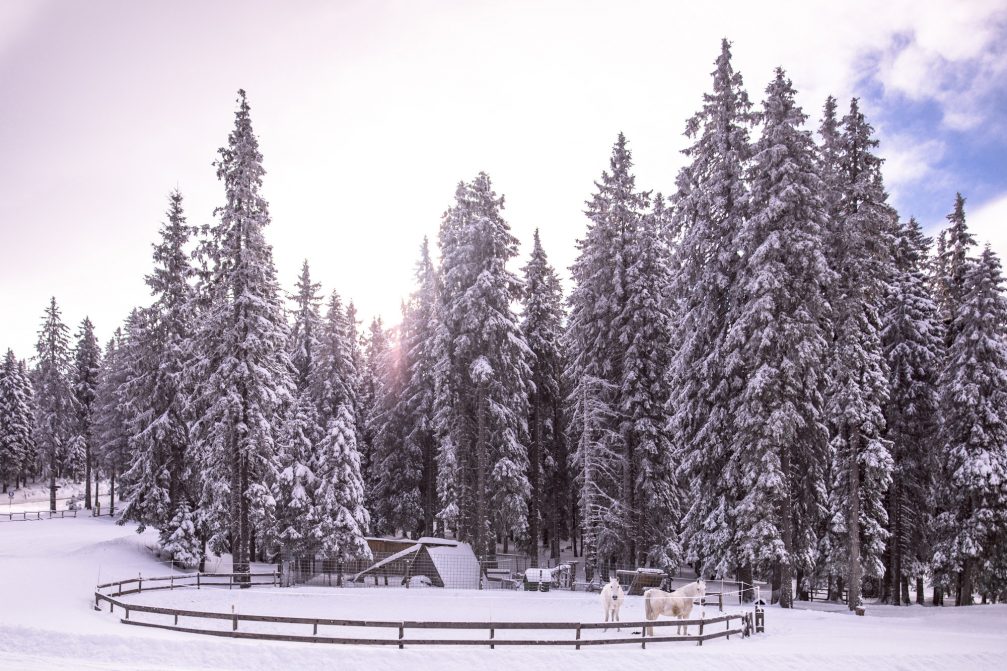 A pair of horses at Rogla Ski Resort in Slovenia