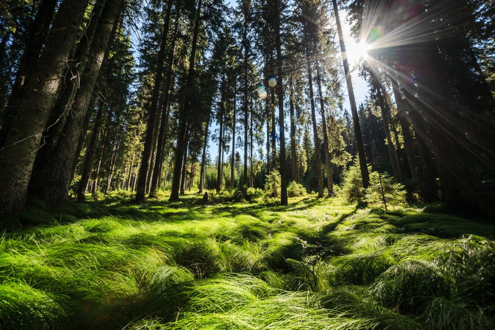 Green forest covering Pokljuka Plateau in Slovenia