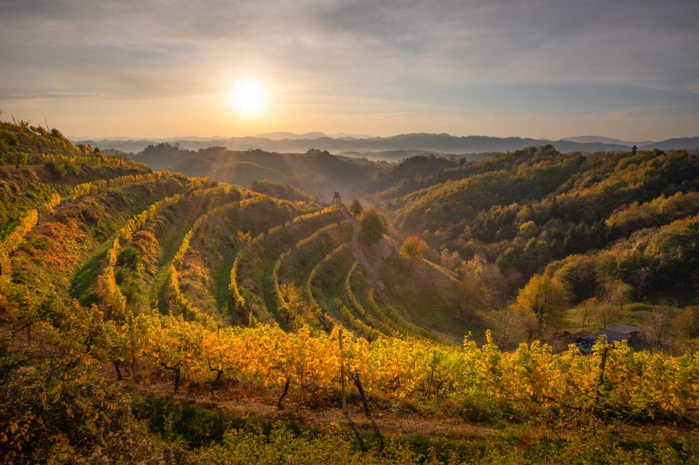 Haloze vineyards in eastern Slovenia in the autumn