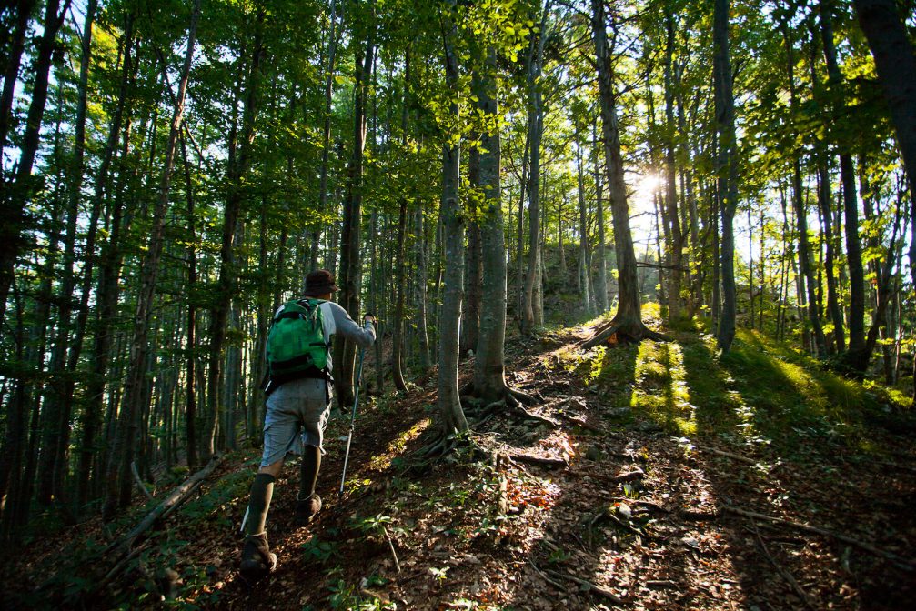 A hiker in the forest in Slovenia