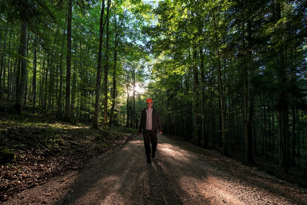 A road through the forest in Slovenia