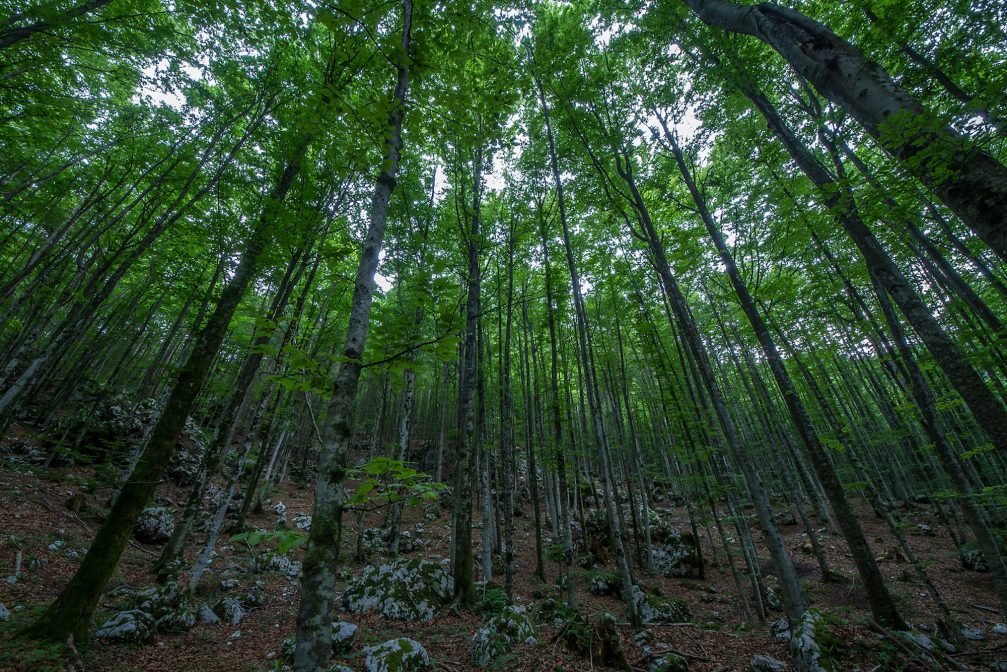 Bohinj forest in Slovenia