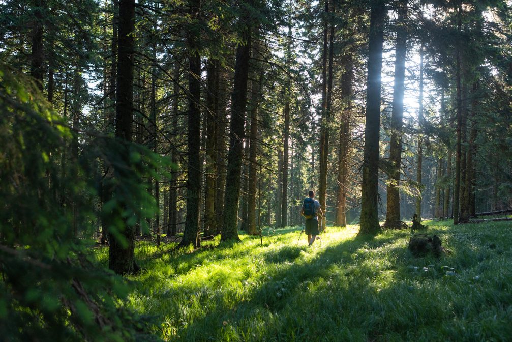 Pohorje forest in Slovenia