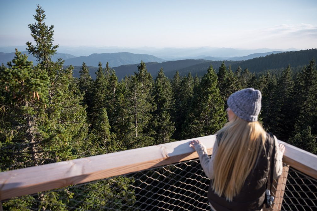 View of the Rogla forest in Slovenia