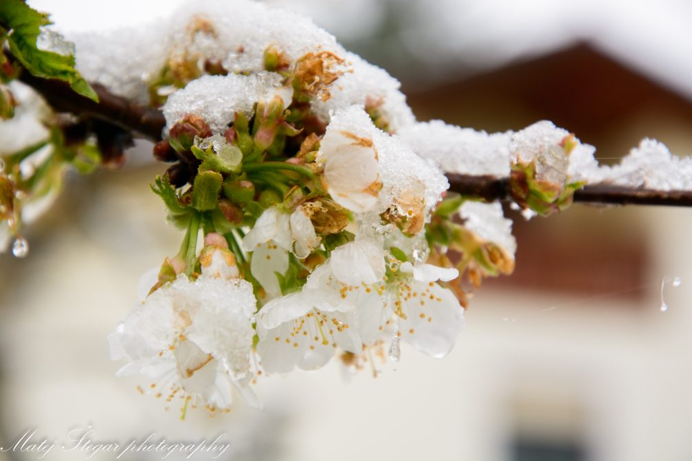 Fruit tree blossoms in the snow in Slovenia