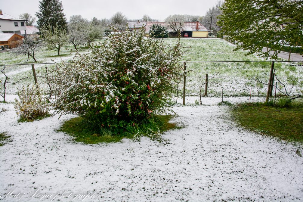 Snow covered backyard in spring in Slovenia