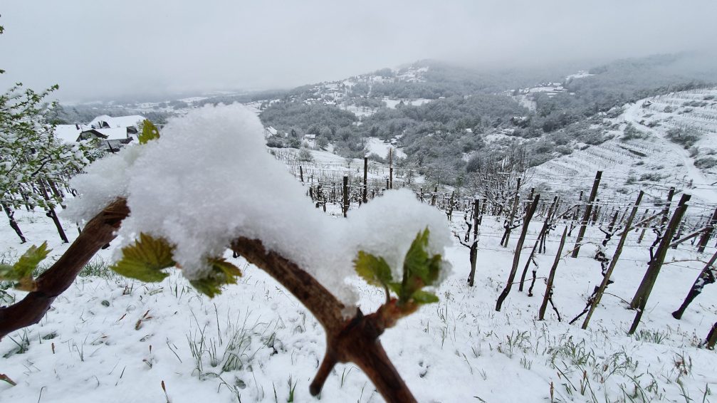 Snow covered vineyard in spring in Slovenia