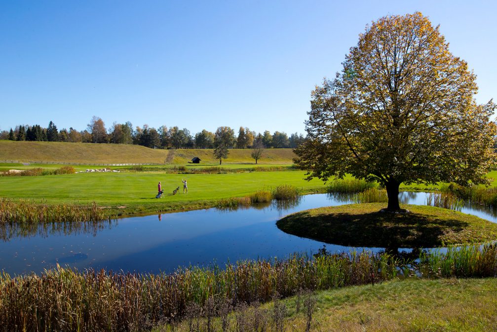 A mighty tree at Kings Course at Royal Bled Golf in Slovenia