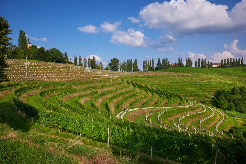 Slovenian hilltop village of Jeruzalem and its picturesque vineyards