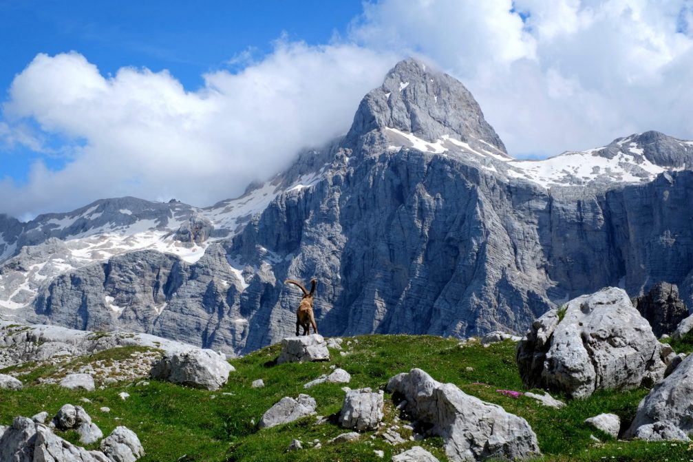 Alpine Ibex at the Kriski Podi high-mountain Karst plateau in Julian Alps with Mt. Triglav in the background