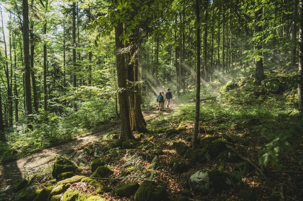 A trail through the Kocevje forest in southern Slovenia