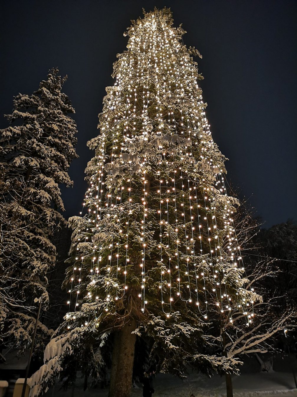 View of the Bled Christmas Tree at night in the holiday season