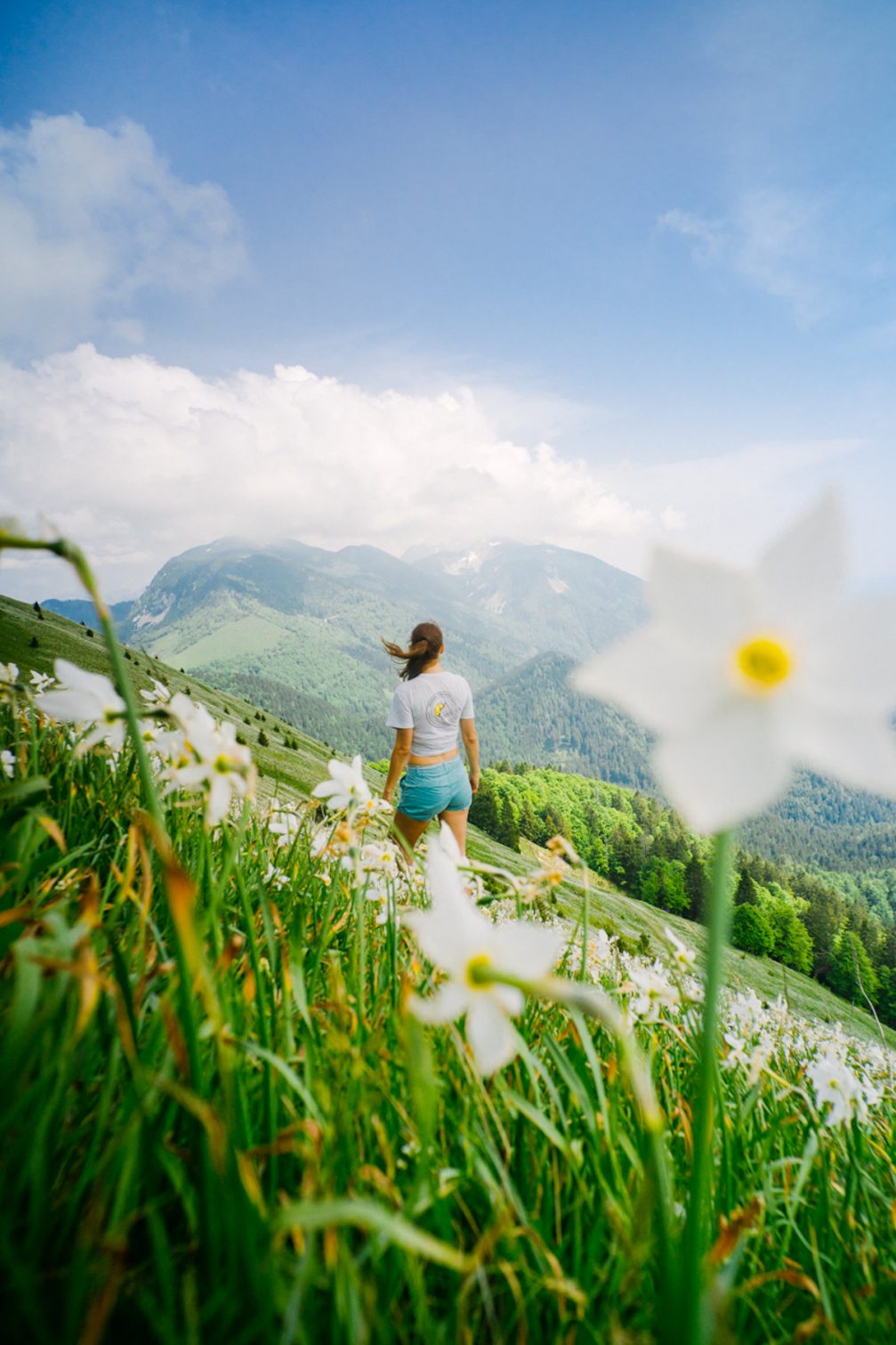 A female hiking on the slopes of Mount Golica dotted with white wild-growing daffodils