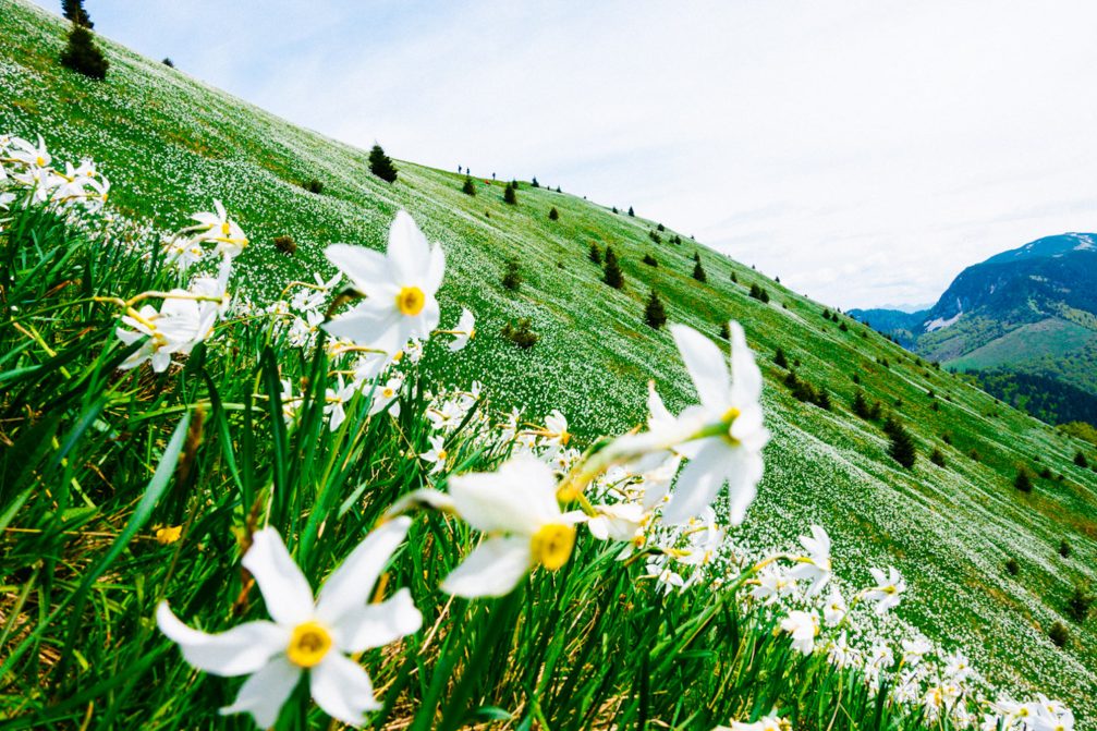 Slopes of Mount Golica in Karavanke Mountains dotted with white wild-growing daffodils