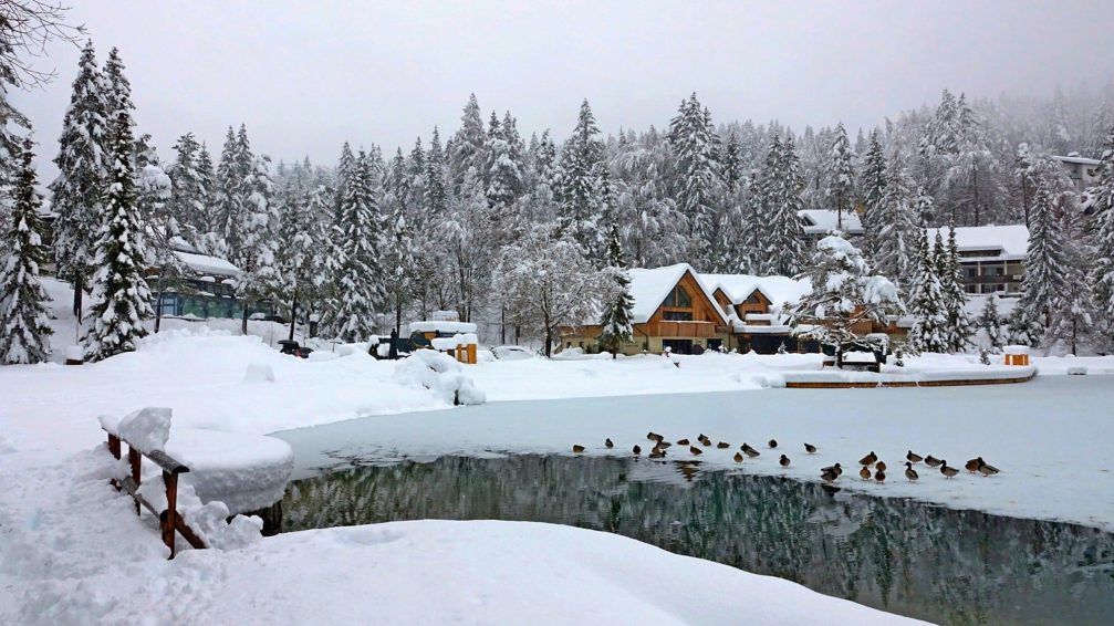 A group of ducks in a partially frozen Jasna Lake near Kranjska Gora in winter