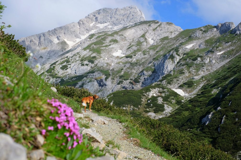 Colorful wild flowers and nice mountain views on the trail from Podvezak towards Ojstrica in Kamnik-Savinja Alps