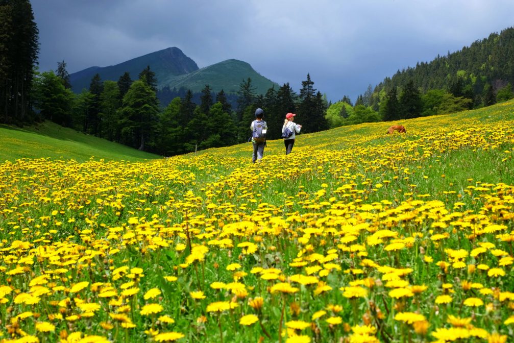 Yellow dandelion meadows in the spring in Karavanke Mountains